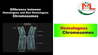 Difference between Homologous and Non Homologous chromosomes [upl. by Yalonda63]