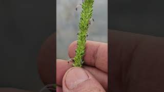 A grass  Sacchiolepis interrupta [upl. by Russia]