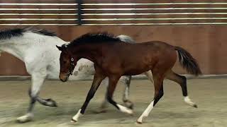 Dolce Blue Joy Dourkan Hero x Quasimodo vd Molendreef stallion born 2024 Zangersheide [upl. by Lenaj]