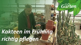 Kakteenpflege im Frühling 3 Tipp vom Kakteengärtner  MDR Garten [upl. by Yann]