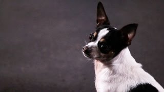 How to Teach a Chihuahua Tricks  Dog Tricks [upl. by Nelleh]