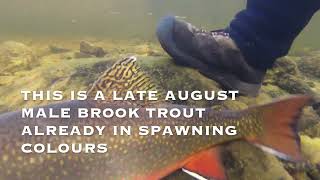 Rarely Seen Underwater World of Brook Trout [upl. by Anitnoc]