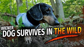 Wiener Dogs Wilderness Survival Show  with Oakley Dokily the Dachshund [upl. by Gona884]