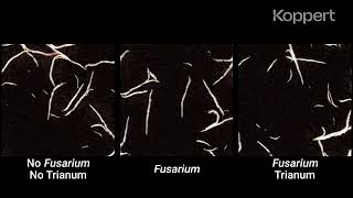 Fusarium Control with Trichoderma harzianum T22 Trianum in Maize [upl. by Arleen]