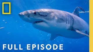 Counting Jaws The Great White Shark Hot Spot Full Episode  National Geographic [upl. by Icyac]