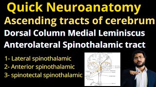 Quick  Ascending tracts of cerebrum  Dorsal Column Medial Lemniscus  Anterolateral spinothalamic [upl. by Atirak]