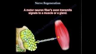 Nerve Regeneration  Everything You Need To Know  Dr Nabil Ebraheim [upl. by Simonne]