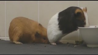 MALE amp FEMALE GUINEA PIGS MEETMATE FIRST TIME [upl. by Issie]