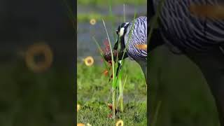 crawfish eating bird trending entertainment [upl. by Eniortna417]