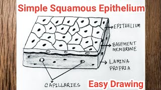 How to Draw Simple Squamous Epithelium  Squamous Epithelial Tissue Drawing [upl. by Steady849]