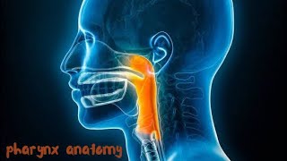 pharynx anatomy  nutrition [upl. by Nossaj]