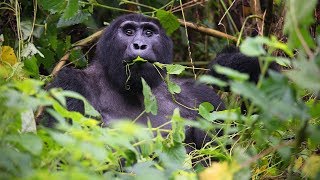 Mountain gorilla tracking in Bwindi Impenetrable National Park in Uganda Rushaga sector [upl. by Flinn]