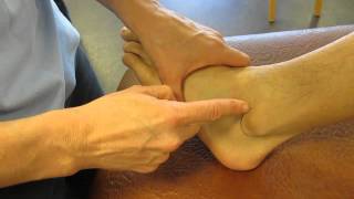 Lateral Malleolus Fibula Ankle Palpation [upl. by Gavrielle]