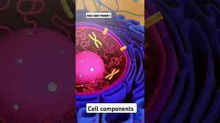 Mitochondria bablusmartpharmacy mitrochondria [upl. by Capps]