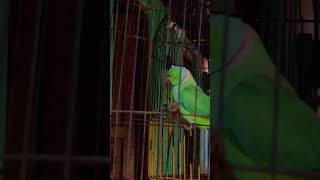 Thathamma pennu status malayalam song trending viralvideo mallugram kerala parrot tamilnadu [upl. by Olonam235]