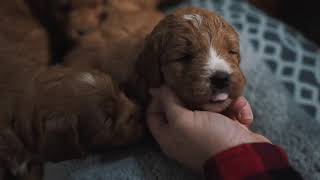 Miniature Goldendoodle Puppies [upl. by Anoyek91]