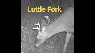 Deer Game Trail Camera Pictures from October 2024 Bucks Bobcat [upl. by Goar390]