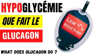 Comment le glucagon fait augmenter la glycémie  Régulation de lhypoglycémie [upl. by Araccot]