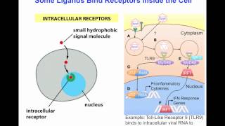 Signal Transduction I [upl. by Aretha]