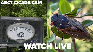 LIVE ABC7 Chicago Cicada Cam [upl. by Chancellor726]