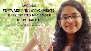 SACRUM  FEATURES AND ATTACHMENTS  ANATOMY  SIMPLIFIED ✔ [upl. by Eldwon]