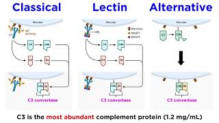 The Complement System Classical Lectin and Alternative Pathways [upl. by Ahron403]