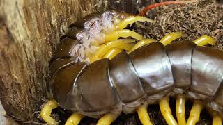 Scolopendra dehanni Vietnam Giant Centipede Housing and care [upl. by Sirrah216]