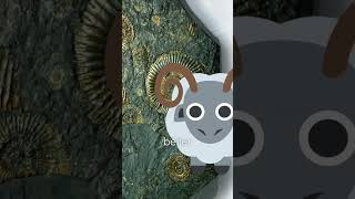 Des fossiles aux Pokémon  des ammonites divines  🐚🎮 histoire étymologie antiquité pokemon [upl. by Ransom]