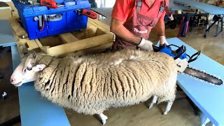 🐑✂️Massive Sheep Makeover Shearing Gigantic Wool [upl. by Seibold]