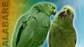 Amazing Viral Singing parrots  Truly remarkable they way they sing as a duo [upl. by Murrah]