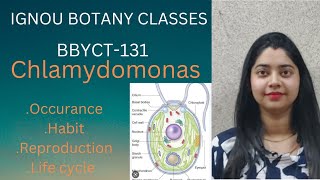 IGNOU BBYCT131 chlamydomonas  botany classes occurancehabitreproduction life cycle [upl. by Carthy]