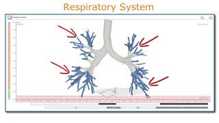 ResistanceVolume graph in whole body plethysmography Information [upl. by Sivram621]