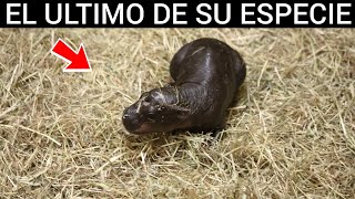 Haggis El Hipopótamo Pigmeo Bebé que Está Arrasando en Internet [upl. by Notwen]