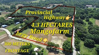 vlog 471 MANGOFARM IN POZZOROBIO PANGASINAN 43 HAS [upl. by Nnaihs]