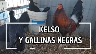 Kelso con gallinas negras para esta temporada [upl. by Yager]