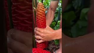 Shampoo ginger plant shorts nature facts [upl. by Nylrats]