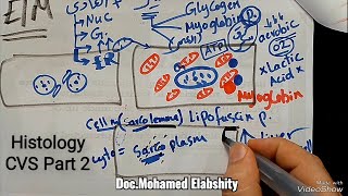 Histological structure of Cardiovascular system structure of the heart part 2 [upl. by Lisa]