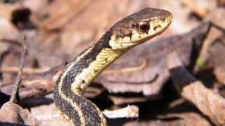 Couleuvre rayée Thamnophis sirtalis [upl. by Goodyear]