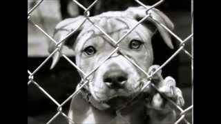 AMERICAN TAX  FUNDING GENOCIDE OF MANS BEST FRIEND PET STORES ARE THE PUPPY MILLS [upl. by Ydnam]