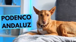 Podenco Andaluz  Andalusian Hound  TOP 10 Interesting Facts [upl. by Karla642]