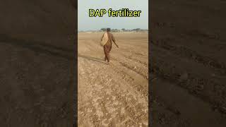 dap fertilizer put in the field [upl. by Arza849]