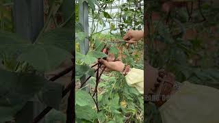 Harvesting red cowpea farming vegetables [upl. by Cleon]