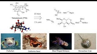 Total Synthesis of the Neurotoxic Natural Product Tetrodotoxin with Dr David Konrad [upl. by Genny]