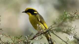 Meet the Helmeted Honeyeater [upl. by Fanchet367]