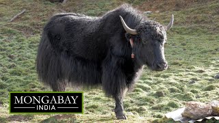 How are yak herders threatened by climate change [upl. by Neahs698]