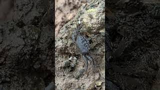 Little Crab I Met in Karratha Western Australia [upl. by Ecinnaj]