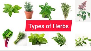 Herb plantsTypes of herbsHerbs in EnglishName of herbsDifferent types of herbs [upl. by Aihtenak354]