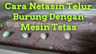 Cara Tetasin Telur Burung Kenari Dengan Inkubator [upl. by Downey555]