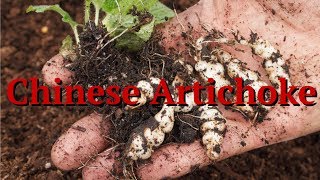 Chinese Artichoke Stachys affinis [upl. by Sigler151]