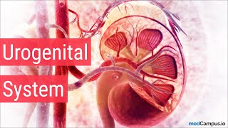 Embryology Urogenital System [upl. by Atirec]